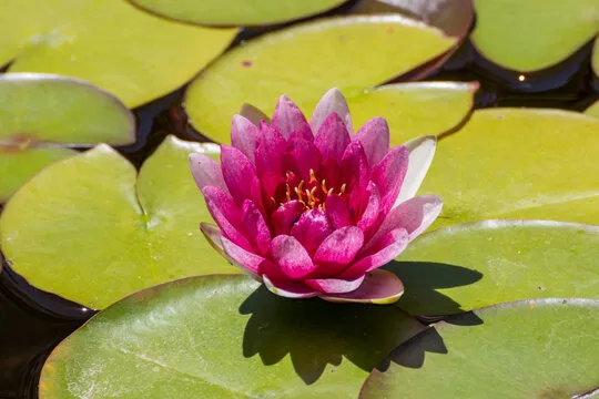 盛煌娱乐 移动应用背景